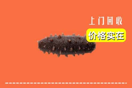 孝感大悟县回收海参